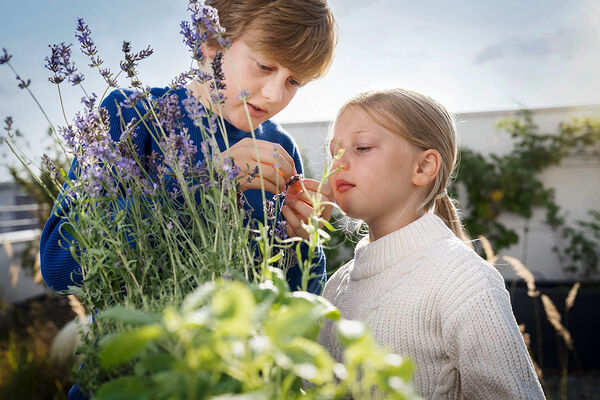 Ein Junge und ein Mädchen im Grundschulalter betrachten eine Lavendelblüte genau.